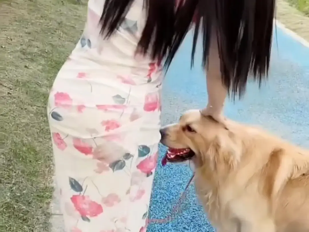 《抖音香香公主与爱犬金毛》科普视频完整版在线免费观看-抖音香香公主与爱犬直播回放网盘资源免费领取高清版-香香公主与爱犬完整版无广告播放-抖音香香公主与爱犬金毛全集在线看